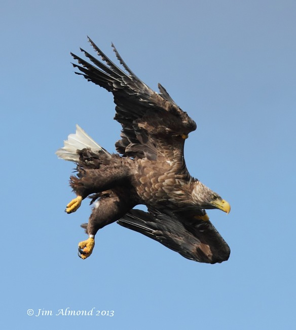 White tailed Eagle Mull tagged female dive Mull 14 8 13 Raw edit IMG_3212